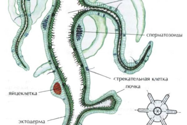 Омг тор зайти через комп